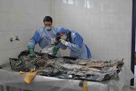 Forensic Doctors